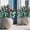 Cool White, variant on 2PK Prelit Outdoor Christmas Trees Urn filler Extra Large Round 24x24 inch Snow-Flocked Light Up Christmas Trees 120 LED Timer Function Auto On/Off 8 Modes for Front Door Porch