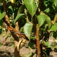 thumbnail image 1 of unbranded 20Ud Soporte Para Ramas De Plantas Y Árboles Con Ligero Y Resistente Para Uso En Exteriores, 1 of 7