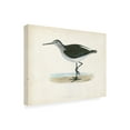 thumbnail image 2 of Trademark Fine Art 'Morris Sandpiper VI' Canvas Art by Morris, 2 of 3