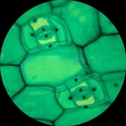 AmScope 40X-1000X Biological Science Student Biological Compound Microscope
