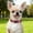 Baby Pink, variant on Reflective Dog Collar for Large Dogs, Soft Neoprene Padded with Escape-Proof Locking Buckle, Upgraded Zinc Alloy Ring, Adjustable for Pitbull Labrador Retriever