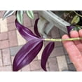 thumbnail image 3 of 4 Rare Wandering Jew Burgundy - Purple Plant Cuttings fast shipping, 3 of 12