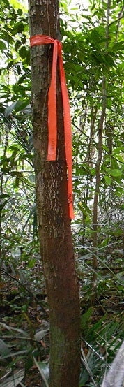 Hanson 17022 1-3/16" x 300' ft Bright Orange Vinyl Flagging Ribbon Marking Tape - Quantity of 6