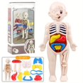 thumbnail image 1 of 13pcs Set, Children's Body Model, Early Learning Educational Science Toys, Anatomical Model, Toddler Body Parts, Preschool Learning Toys, Human Organ Cognition Model, 1 of 5
