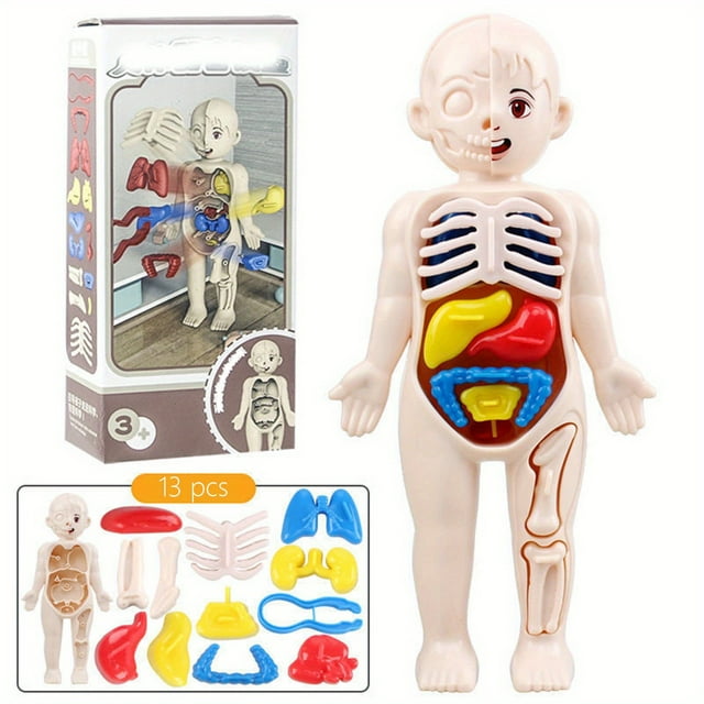 13pcs Set, Children's Body Model, Early Learning Educational Science Toys, Anatomical Model, Toddler Body Parts, Preschool Learning Toys, Human Organ Cognition Model