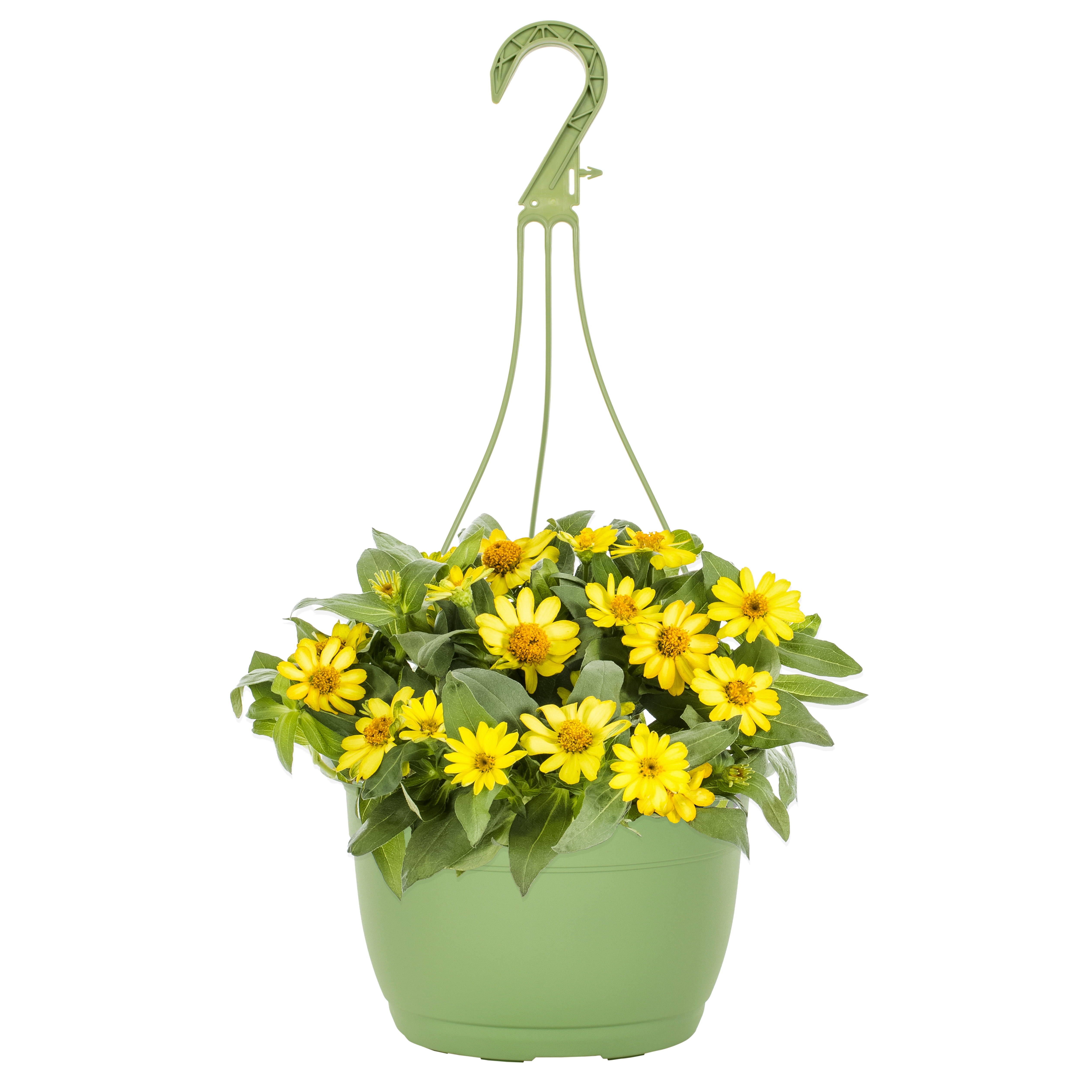 Expert Gardener 1.5G Yellow Zinnia Live Plant (1 Pack) Hanging Basket