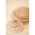 thumbnail image 2 of Sea Shells V Poster Print by Karyn Millet, 2 of 2