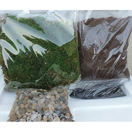 Terrarium Essentials Kit Include Rocks Charcoal Potting Soil Natural Green (Best Soil For Moss Terrarium)