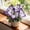 Hosta-D, variant on 500 pcs Butterfly Flower Hostas For Planting Cultivation Granules-(Non-Artificial)-Bloom Year After Year-Fast Growing, Home Decoration-Beautiful Gift Garden-Ornamental-Premium Garden Stakes