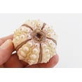 thumbnail image 3 of One (1) Beautiful "Sputnik" Sea Urchin Shell (2-2.5" / 50-64mm) for Beach Arfts & Crafts, Coastal Cottage and Nautical Home Decor, Air Plants, 3 of 4