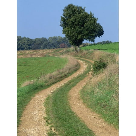 Empty Rural Road or Farm Track in Agricultural Land, Picardie, France, Europe Print Wall Art By Thouvenin
