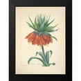 thumbnail image 2 of Redoute, P. J. 19x24 Black Modern Framed Museum Art Print Titled - Fritillaire Imperiale, 2 of 5