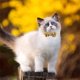 thumbnail image 3 of Paquete de piezas Collares de gato de Halloween con collar de gato de campana Collar ajustable con hebilla de seguridad para gatitos de interior y exterior Ormromra 2034704-4, 3 of 8