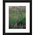 thumbnail image 2 of Purple Loosestrife, Invasive Alien Plant, Portsmouth, New Hampshire, USA, Framed Art Print Wall Art by Jerry  Marcy Monkman Sold by Art.Com, 2 of 5