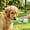 Green, variant on Portable Pet Drinking Cup for Outdoor Use – Combines Small Water Cup and Food Cup for Keeping Pets Hydrated and Fed While Out