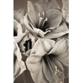 thumbnail image 2 of Frank, Assaf 17x24 White Modern Wood Framed Museum Art Print Titled - Grand Floral II, 2 of 4