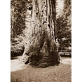 thumbnail image 2 of Watkins, Carleton 19x24 Black Ornate Wood Framed with Double Matting Museum Art Print Titled - Big Tree Felton (Redwood), Santa Cruz, California, 1880s, 2 of 4