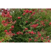 First Editions 2g Crape Myrtle Ruffle Red Magic