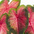 thumbnail image 2 of Better Homes & Gardens 1.5PT Pink Caladium Live Annual Plant Sun, 2 of 7