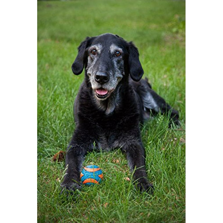 Chuckit squeaker ball large online