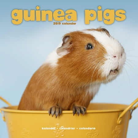 - Guinea Pigs Wall Calendar 2019