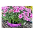 thumbnail image 3 of Planting Grow Rings, Round 7 inch, Perfect for Deep Watering Veggies Herbs and Flowers, Protection and Edging of Garden Plants, Purple, Made in The USA - Pack of 4, 3 of 10