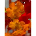 thumbnail image 2 of Grayscale 25x32 Black Ornate Wood Framed with Double Matting Museum Art Print Titled - Lantana VII, 2 of 4