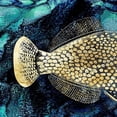 thumbnail image 3 of Zalewski, Christine 20x20 Black Modern Framed Museum Art Print Titled - Blue Ink and Golden Fish I, 3 of 5