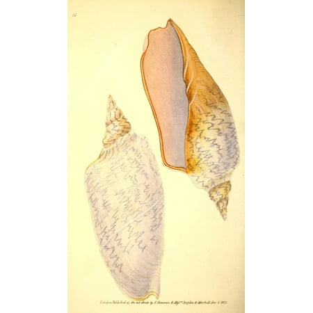 Naturalists Repository 1824 Dufresnes Voluta Canvas Art - E Donovan (24 x 36)
