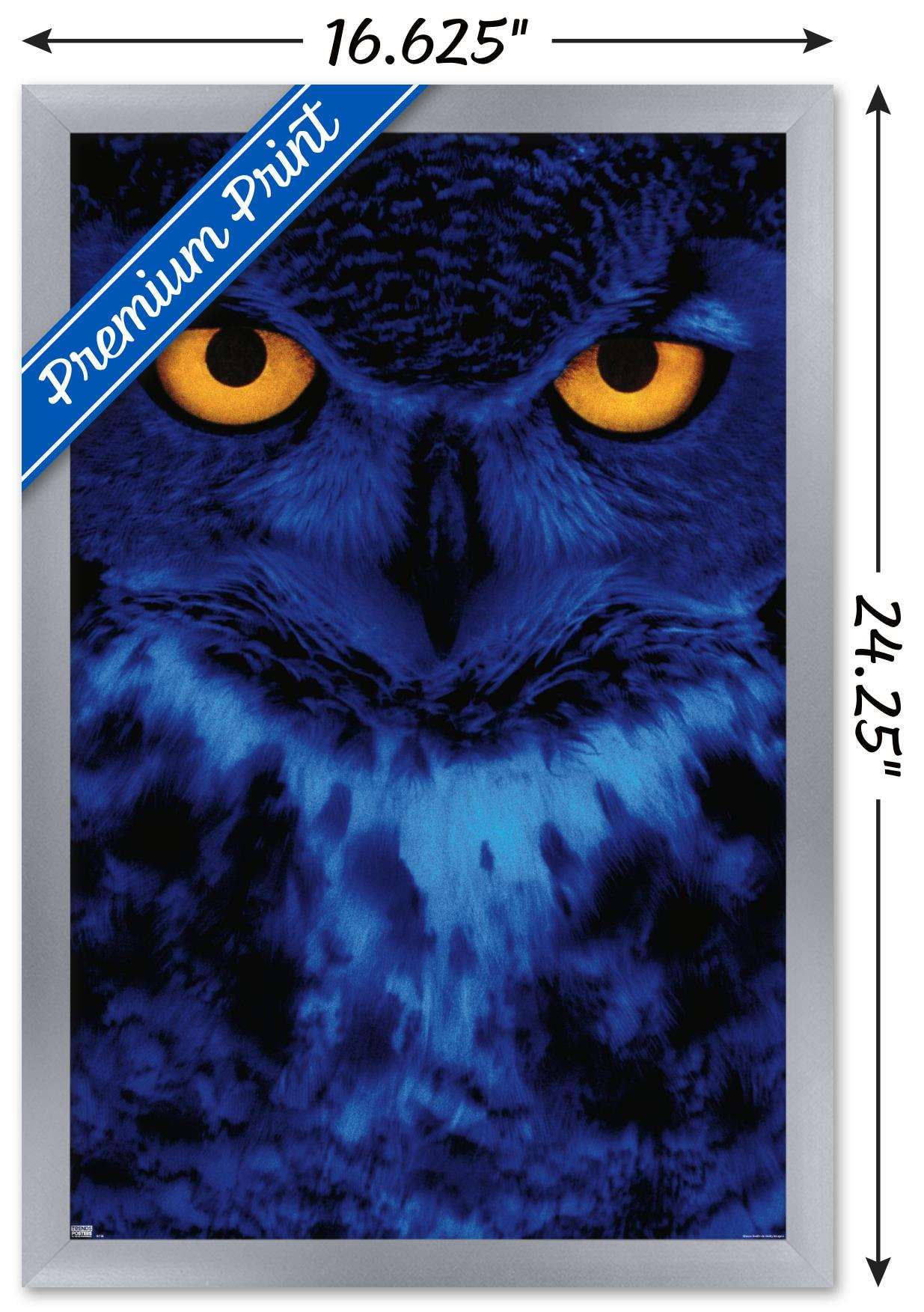 Owl - Eyes Wall Poster, 14.725" x 22.375", Framed