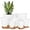 White, variant on 2-Pack 12-Inch Large White Self-Watering Plastic Plant Pots – With Drainage Hole & Reservoir for Indoor/Outdoor Succulents