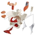 thumbnail image 3 of Modelo de pelvis femenina Benilev con músculos del suelo pélvico 1:1, 3 of 7