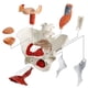 thumbnail image 3 of Modelo de pelvis femenina Benilev con músculos del suelo pélvico 1:1, 3 of 7