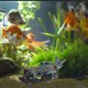 thumbnail image 1 of BESTYASH Adorno De Resina Naufragado Multicolor Para Acuario Con Y Fácil Mantenimiento, 1 of 7