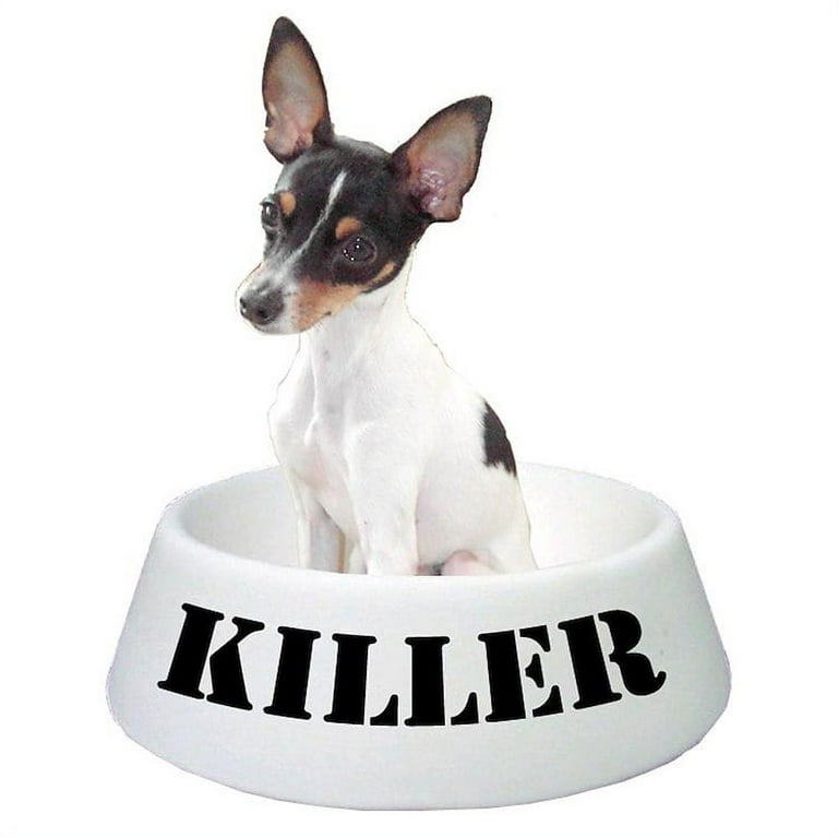 Teacup toy fox terrier cheap