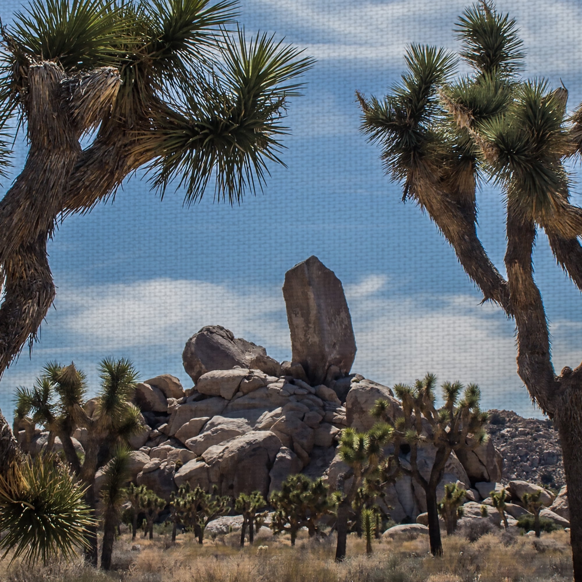 Masterpiece Art Gallery Desert Vista Trees By Owen Rupp Canvas Art Print 24" x 36"