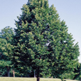 thumbnail image 4 of American Beech Tree Live, American Beech Live Plant Outdoor Growing, 6 Inches Tall Quart Pot, 4 of 5