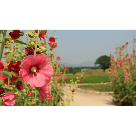 Fat Flowers - LAMINATED POSTER Fat Flowers Hollyhock Pink Petals Nature Summer Poster Print 24 x 36