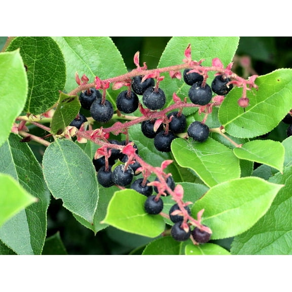 40 SALAL BERRY Gaultheria Shallon Pink White Flowers Blue Fruit Shrub Seeds