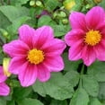 thumbnail image 2 of Outsidepride Dahlia Mignon Rose - 1000 Seeds, 2 of 6