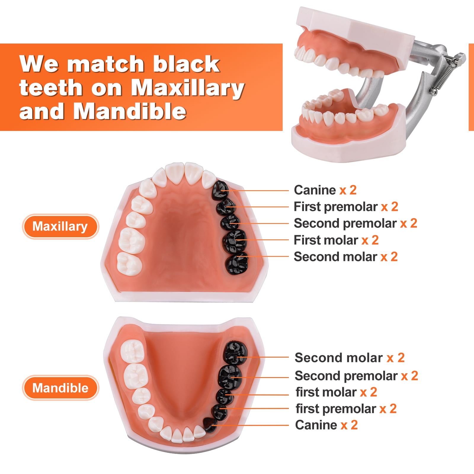 Typodont Teeth Model Includes 20pcs of Special Black Replacement Teeth