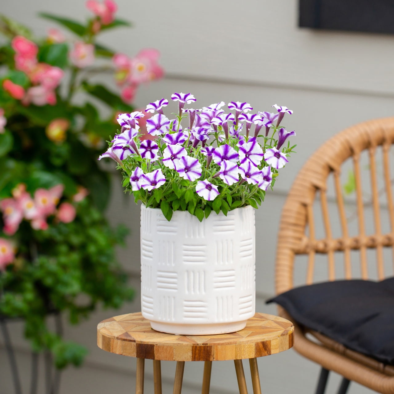 Proven Winners 1.5PT Multicolor Petunia Live Annual Plant Sun 5-Pack