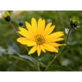 thumbnail image 3 of Jerusalem Artichoke Plants, 3.25" Pot, 3 Count, 3 of 5
