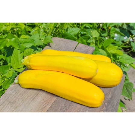 Summer Squash Seeds for Planting 50 Seeds