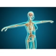 thumbnail image 2 of X-ray view of female body showing skeletal system Poster Print, 2 of 2