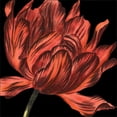 thumbnail image 3 of Vision Studio 12x12 Black Modern Framed Museum Art Print Titled - Mini Transitional Tulip IV, 3 of 5