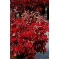 thumbnail image 3 of Loropetalum Red Chocolate I 10 Live Plants I Chinese Fringe Flower I Deep Burgundy Foliage with Pink Flower Accents - Low-Maintenance, Drought-Resistant Shrub, 3 of 6