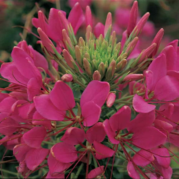 Outsidepride Cleome Rose - 2000 Seeds