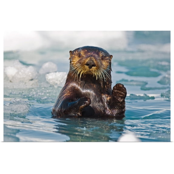 Great BIG Canvas | "A Sea Otter swimming amongst sea ice in Harriman Fjord Prince William Sound" Art Print - 30x20
