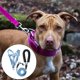 thumbnail image 5 of Sistema respirable de la correa del arnés del perro, correa del pecho, cuerda de la tracción, chaleco de los arneses del animal doméstico L azul Yuyangstore Chaleco de arnés para cachorros, 5 of 8